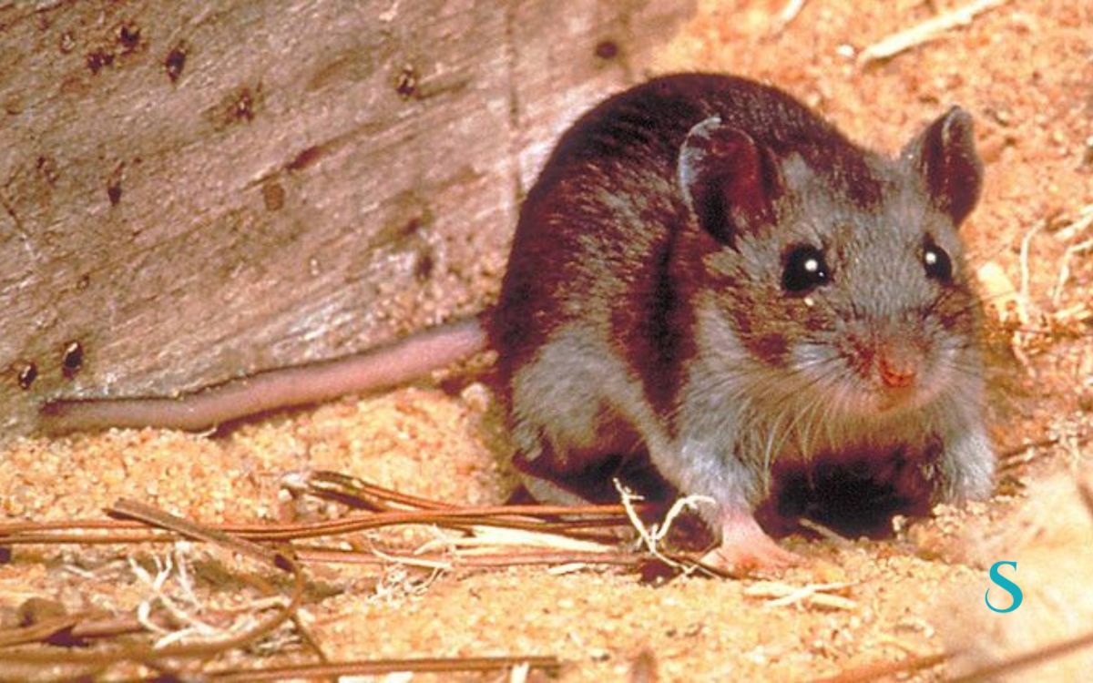 Esta imagem não tem texto alternativo. O nome do ficheiro é: hantavirus